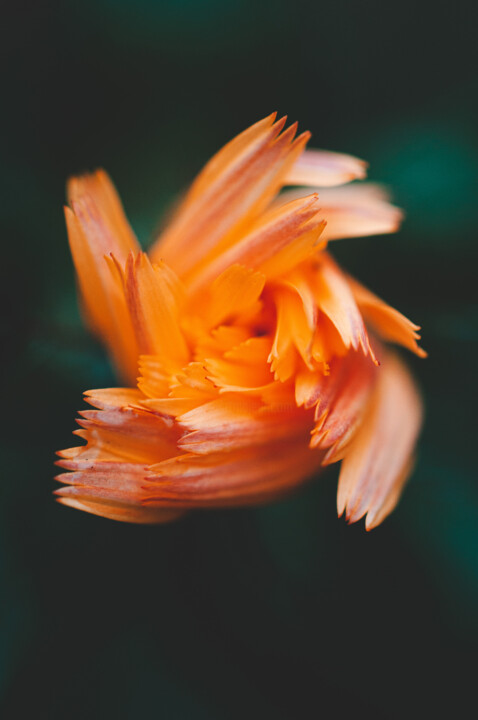 摄影 标题为“Flor macro abstract…” 由Nicolas Giannatasio, 原创艺术品, 电影摄影