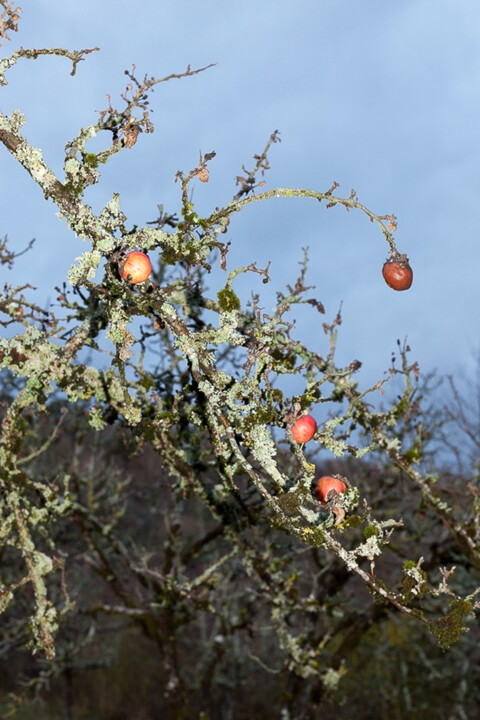 Fotografía titulada "Pommes" por Pierre-Marie Berberian, Obra de arte original, Fotografía digital