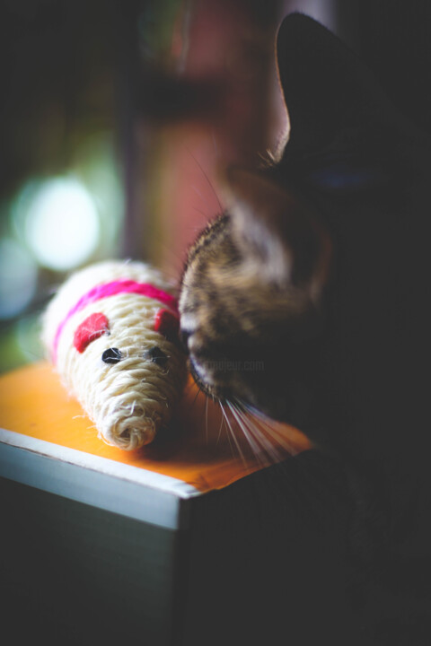 Gato y raton, Mous and cat Fotoğraf