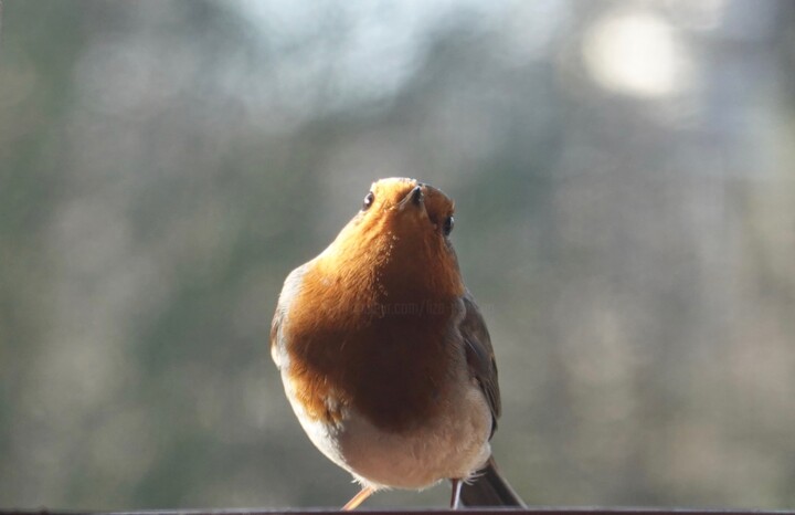 Comme un petit coquelicot, mon ange (récit) photography 摄影