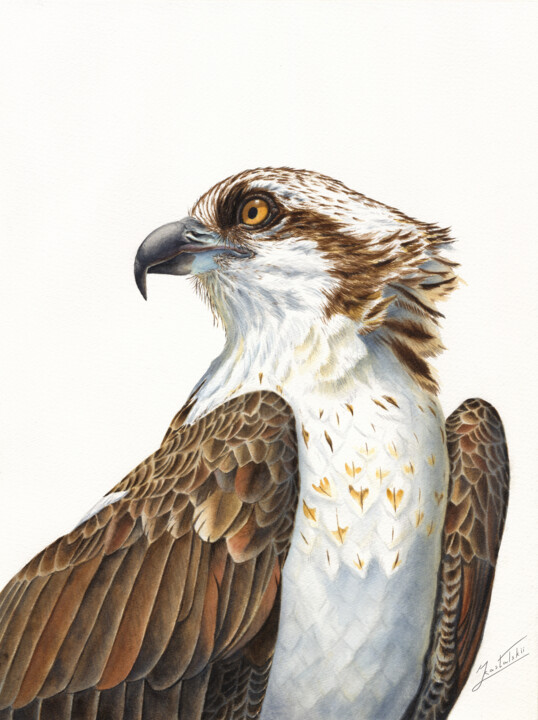 Peinture intitulée "OSPREY" par Dmitrii Kastalskii, Œuvre d'art originale, Aquarelle