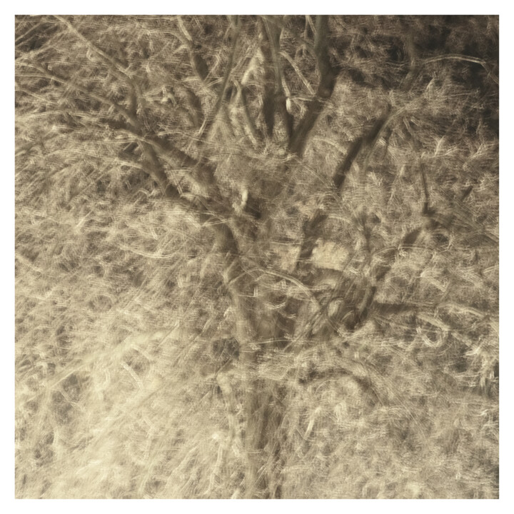 Tree III (Dream of 9.I.2024) 摄影