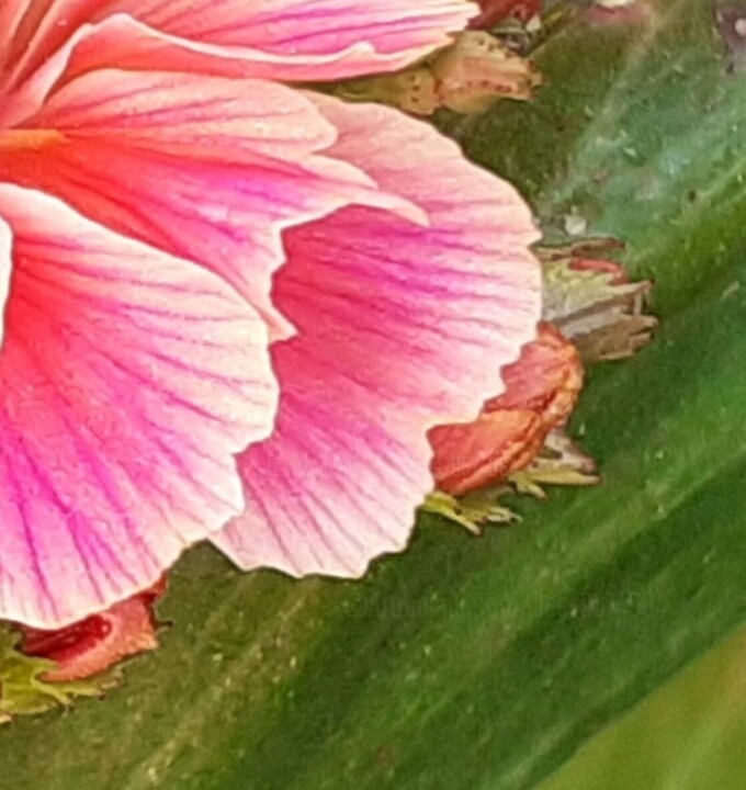 Détails