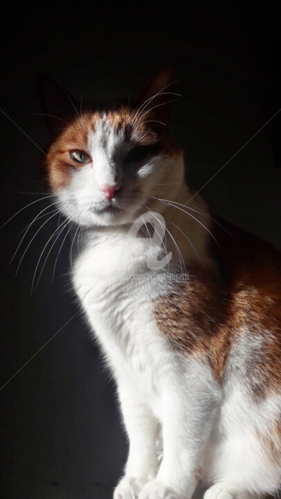 titus dans la lumière du matin bis Фотография