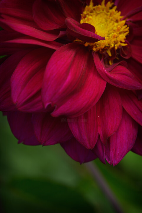 Flowerissimo_14262 摄影