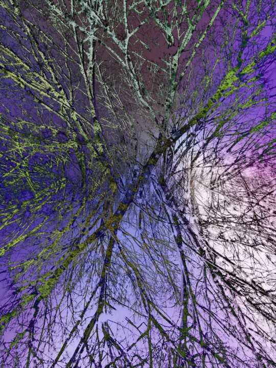 Série Pop Artbre Lilas Fotoğraf, 31,5x23,6 in
