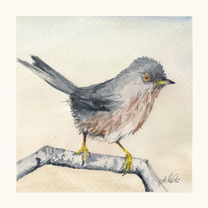 Polish birds - Curruca cantillans 绘画, 7.9x7.9 in