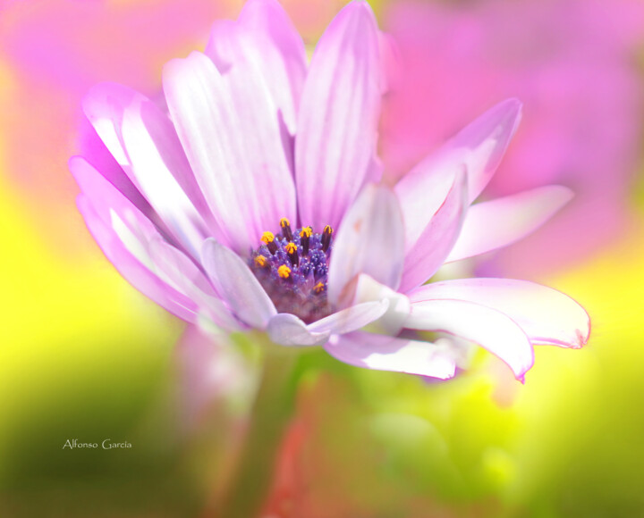 Detalle de Flor 5 数字艺术