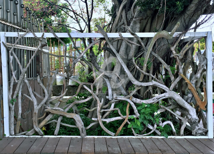 Photography titled "The Display of Tree…" by Clement Tsang, Original Artwork, Digital Photography