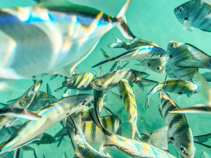 Le banc de poisson 摄影