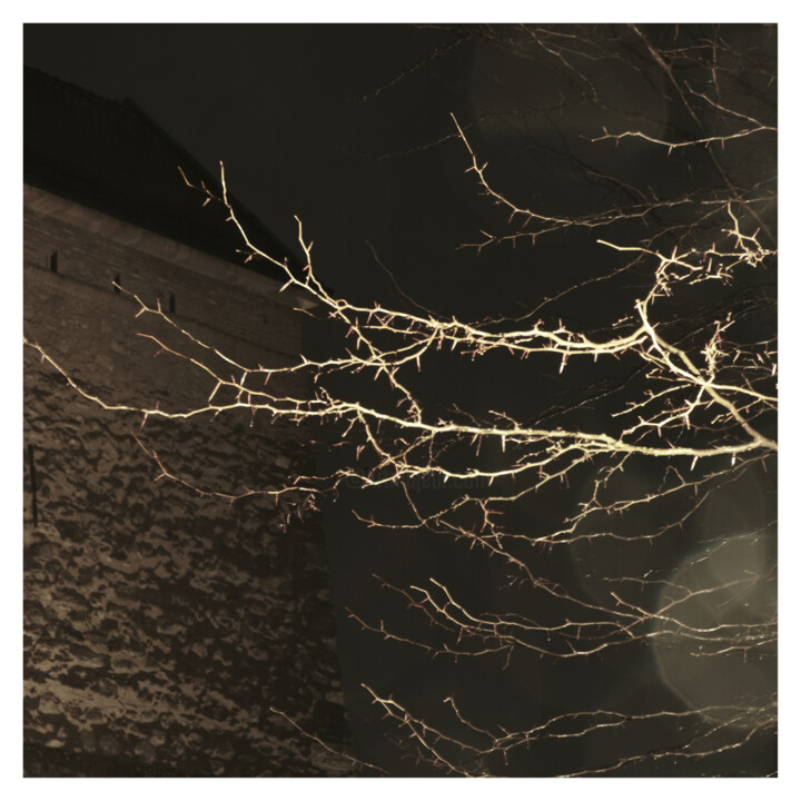 Tree and Castle (Dream of 26.I.2024) 摄影