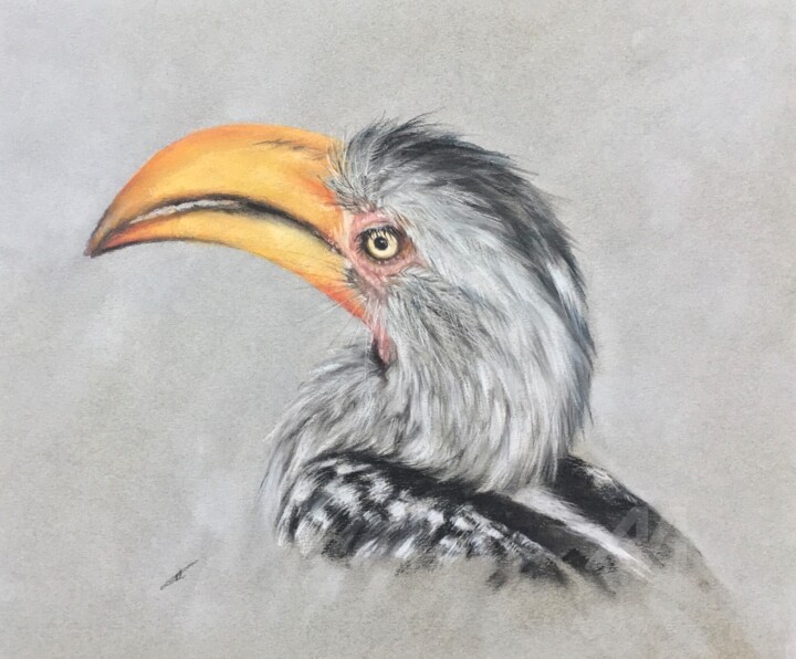 Yellow-billed Hornbill 图画, 9.8x11.8 in