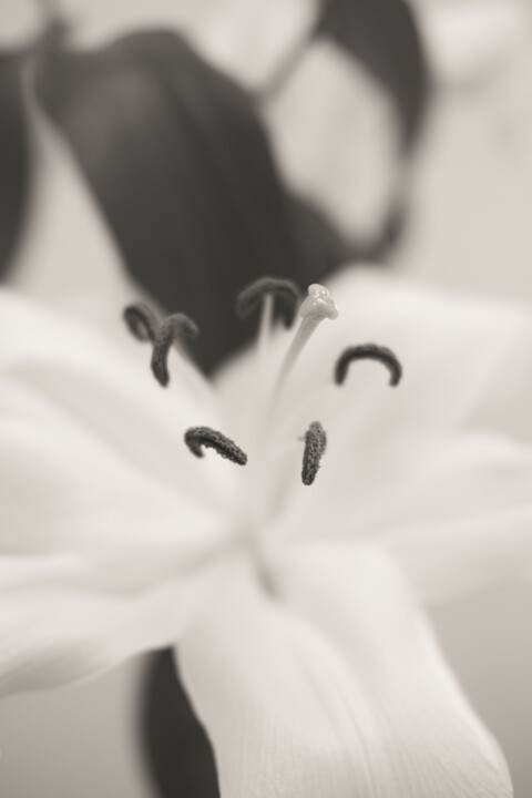 제목이 "White Lily"인 사진 Ivan Cordoba로, 원작, 디지털