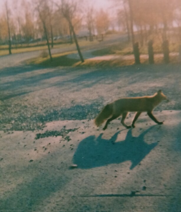 Un renard errant 摄影