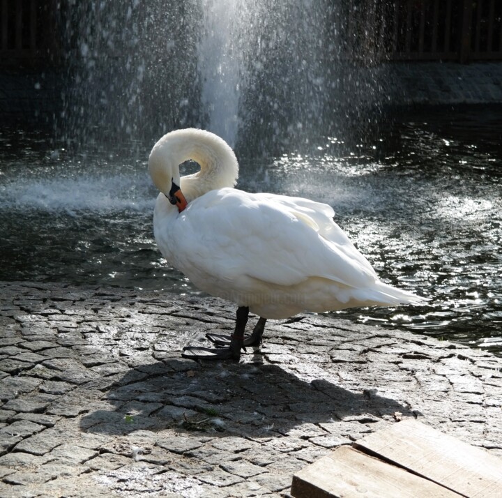 Swan 摄影