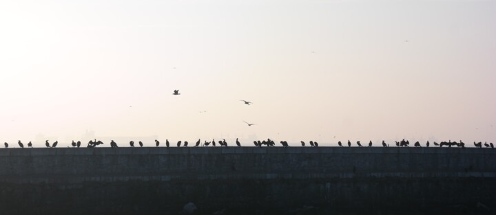 Birds 사진