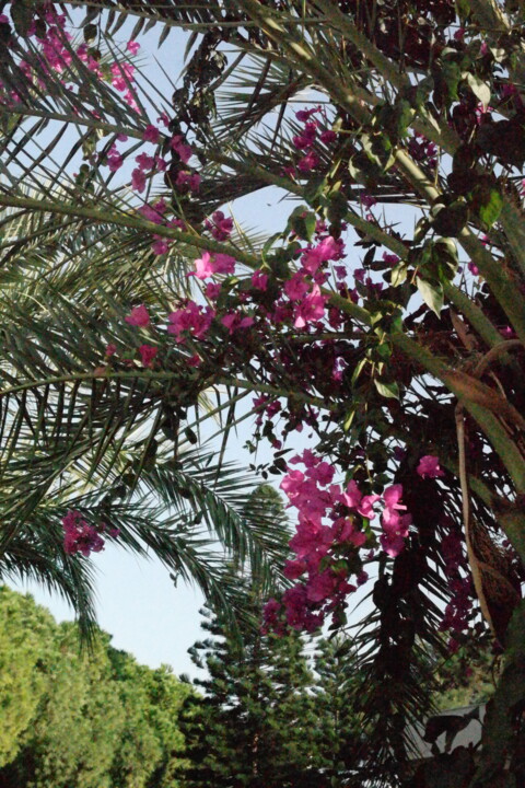 Bougainvillea 3 摄影