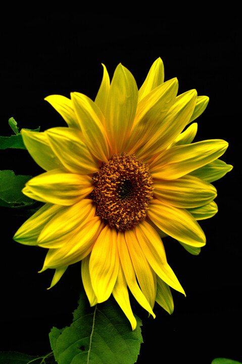 Sunflower 摄影