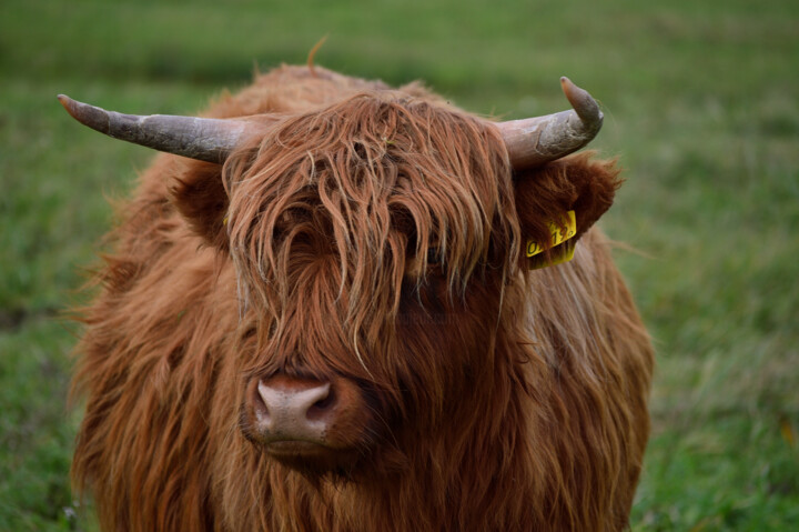 Highlander cow 摄影