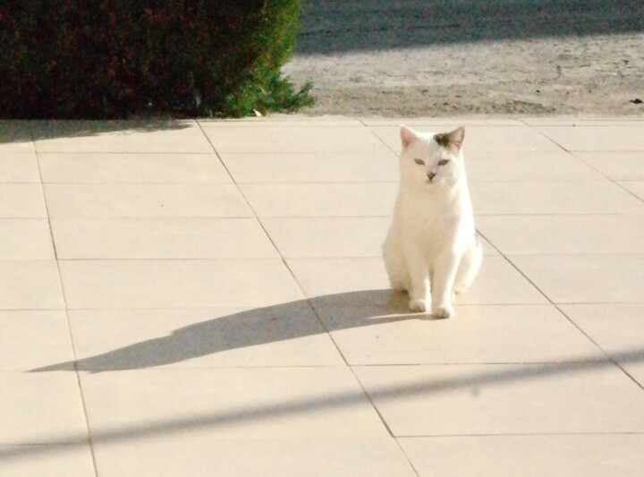 Cat 摄影