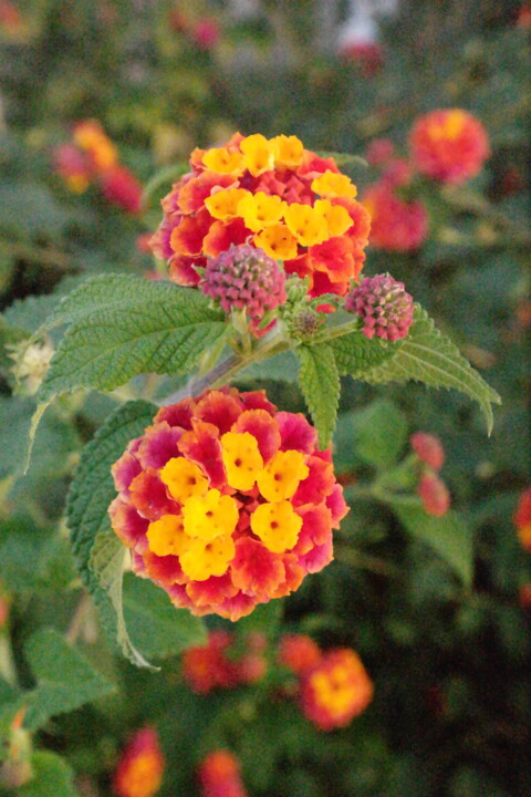 Blackberry Flower 摄影
