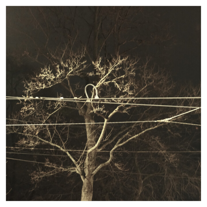 Tree (2.II.2024) 摄影