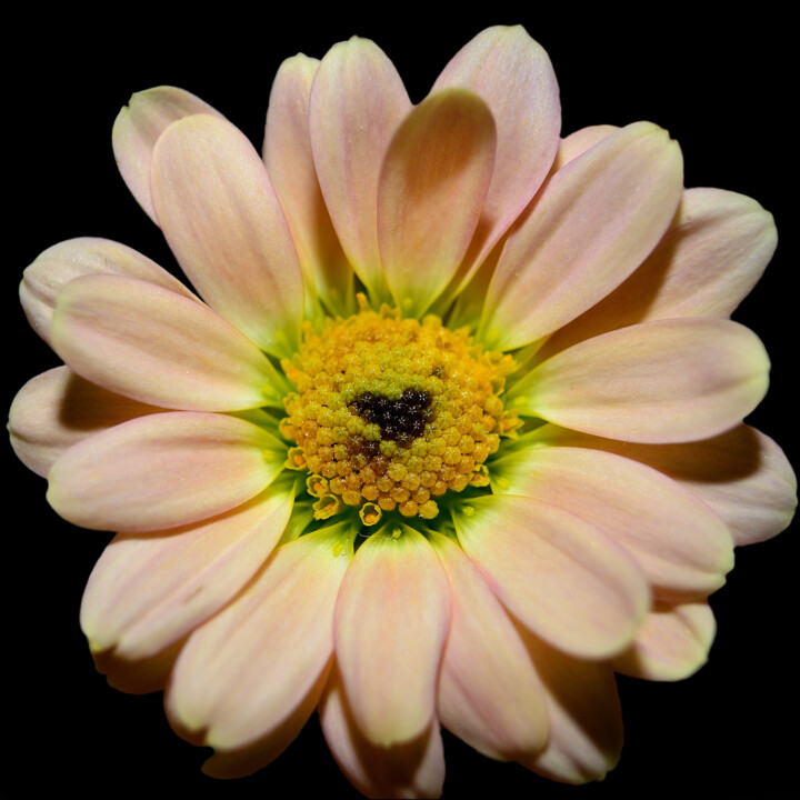 Flowerlove Fotografie