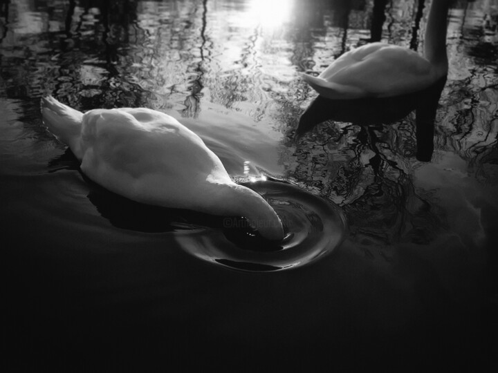 Swan 摄影
