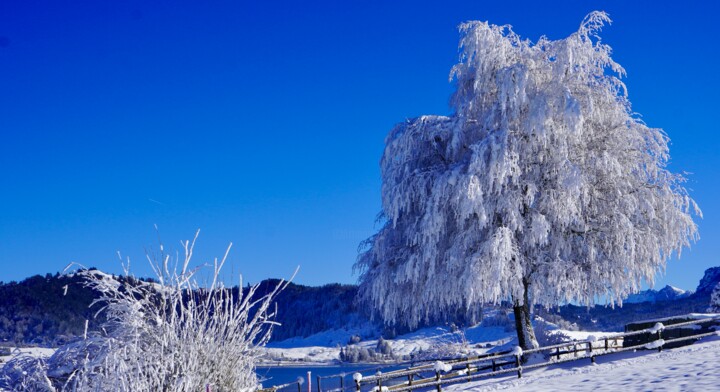 Winterwonderland 摄影