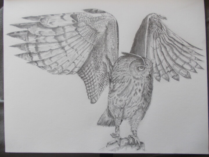 owl flight ready 图画, 10.9x14 in