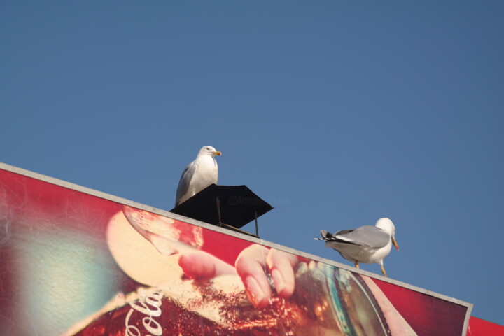 Seagull 사진