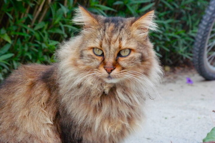 Cat 2 摄影
