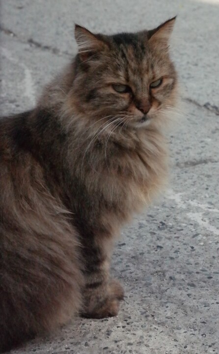 Cat 3 摄影