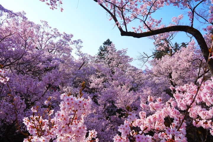 Cherry blossoms in full bloom at Takato Castle Ruins Park#15 摄影