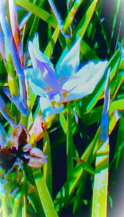 Digital Arts titled "Soft Petals" by Troy Wilson-Ripsom, Original Artwork, Manipulated Photography