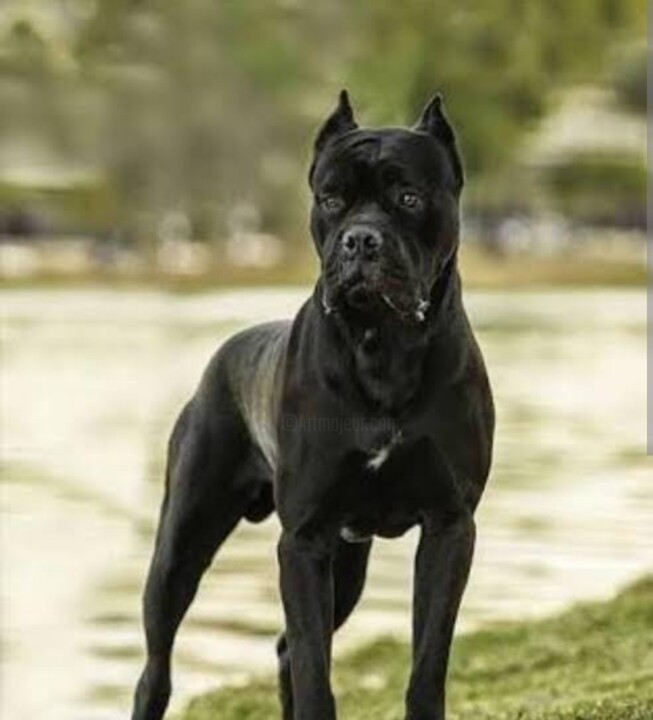 Digital Arts titled "Cane corso" by Mehmet Çelik, Original Artwork, Digital Painting