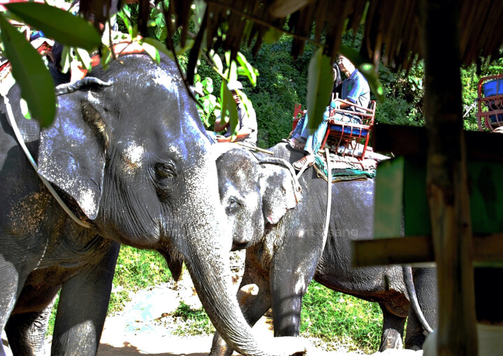 Malaysia - Elephant Walk in the Forest #3 摄影