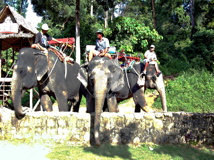 Malaysia - Elephant Walk in the Forest #6 摄影