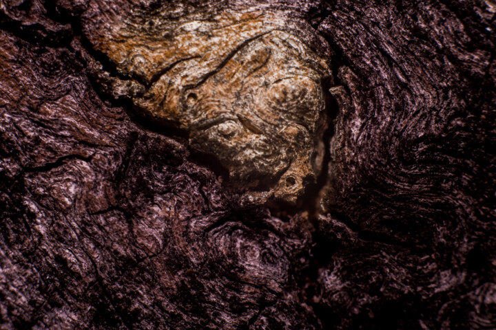 Fotografía titulada "Howl of Terror" por Marko Milić, Obra de arte original, Fotografía digital