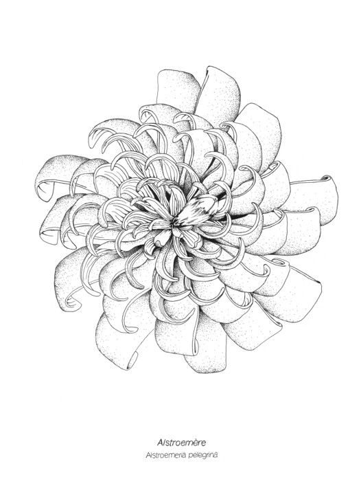 Alstroemère Tekening, 11,7x8,3 in