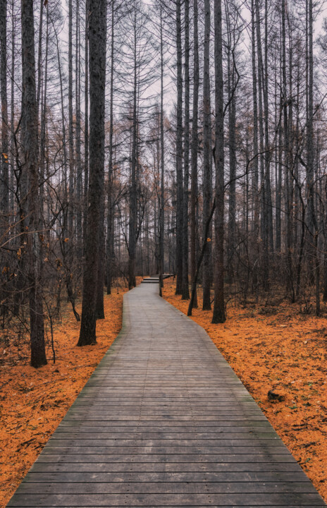 林间甬路 Photography