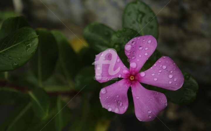 Photography titled "Rainy morning" by Kunal Nandi, Original Artwork, Digital Photography
