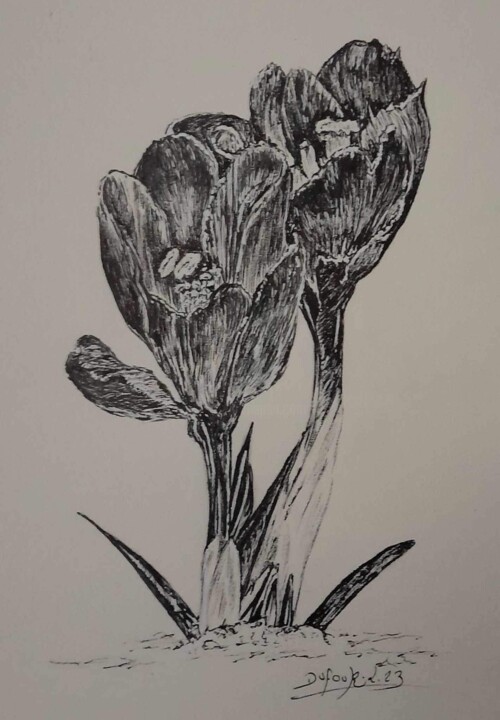 Crocus 图画, 10.8x8.3 in