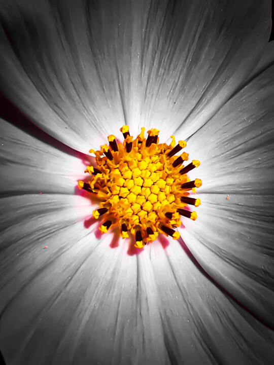Photography titled "flower on the sidew…" by Ahmet Reha Demir, Original Artwork, Non Manipulated Photography