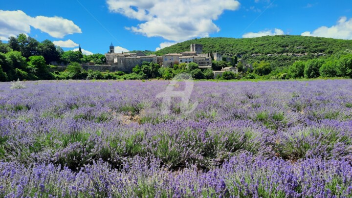 Champ de lavande Фотография