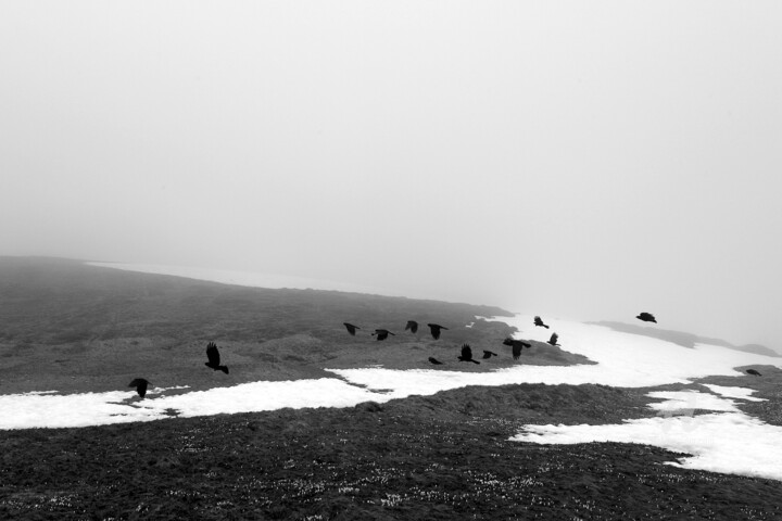 Flying birds during fog - Grindelwald - Switzerland 摄影