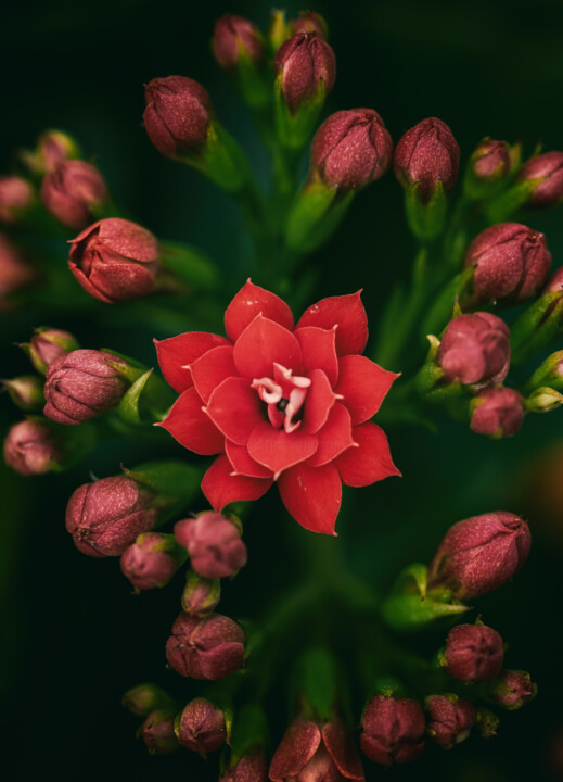Photography titled "红色长寿花" by Zhai Yi Dao, Original Artwork, Digital Photography