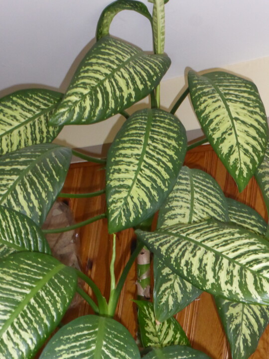 Une plante gigantesque 数字艺术