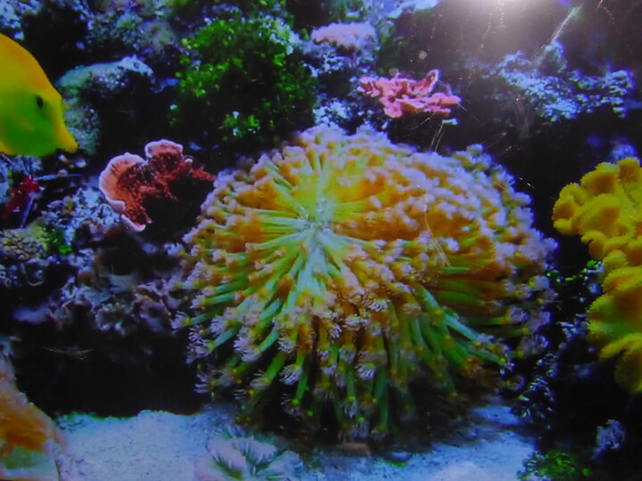 Végétation floral sous marine 数字艺术