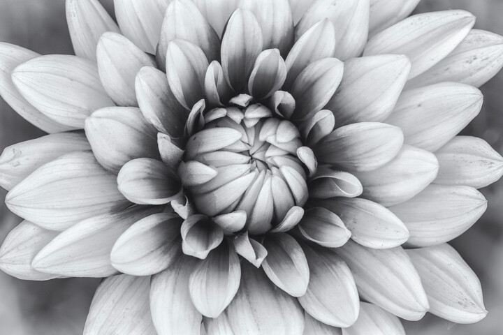 Photography titled "黑白大丽花" by Zhai Yi Dao, Original Artwork, Digital Photography